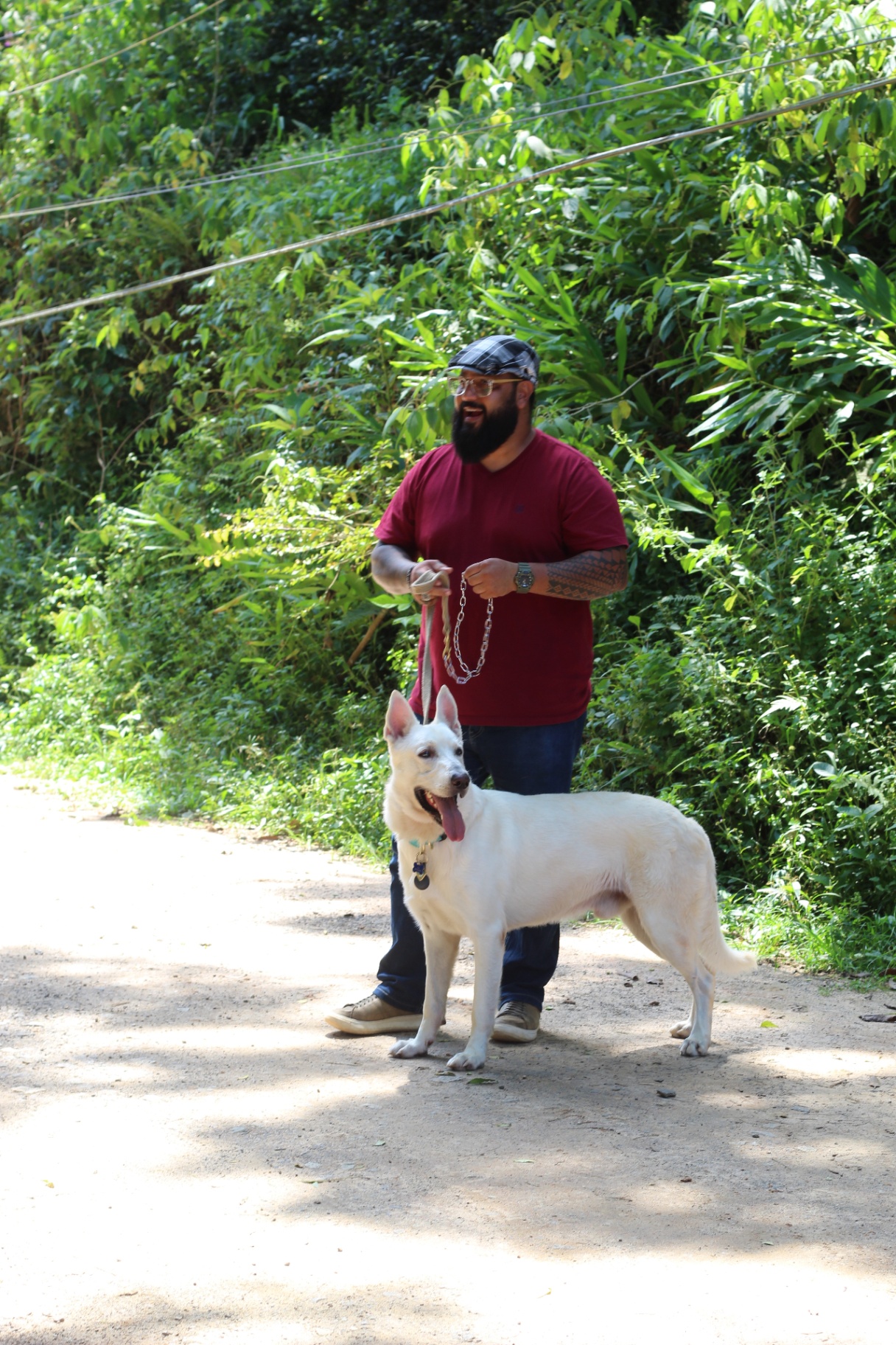 Reabilitação de cão reativo com condução segura