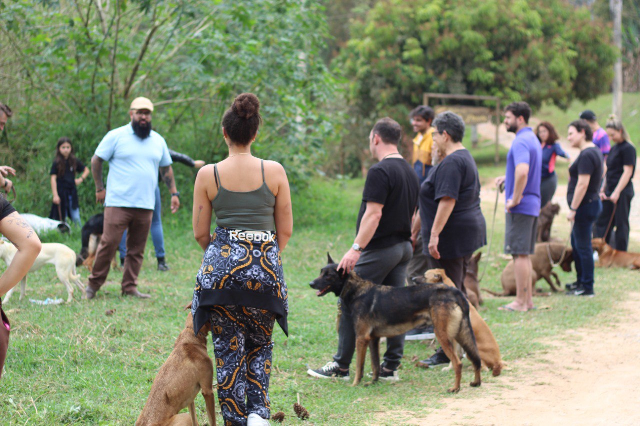 Matilha equilibrada em formação com adestrador